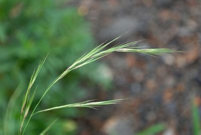 Aristida adscensionis L. | Plants of the World Online | Kew Science