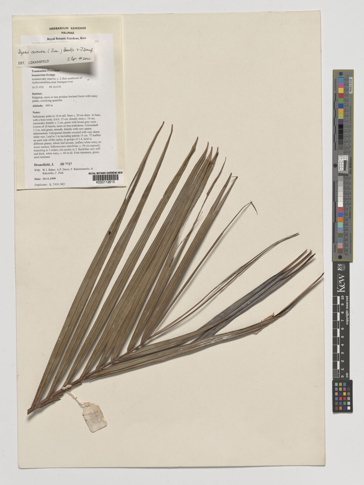 Dypsis ceracea