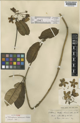 Kew Gardens K000438422:  Lehmann, F.C. [8516] Colombia