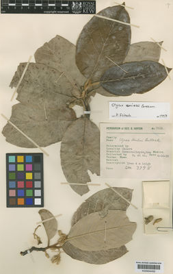 Kew Gardens K000644432:  Hinton, G.B. [7605] Mexico