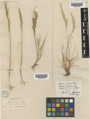 Kew Gardens K000789798:  Tineo, G. [s.n.] Italy