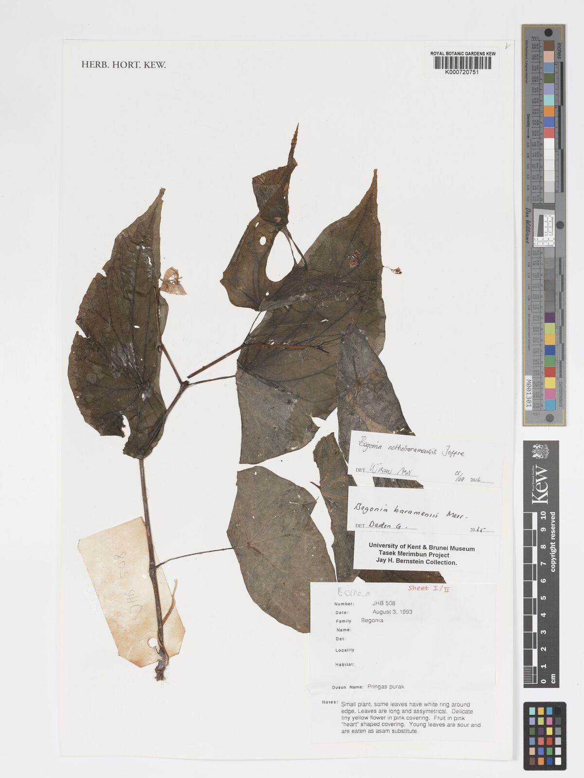 Begonia nothobaramensis Joffre | Plants of the World Online | Kew Science