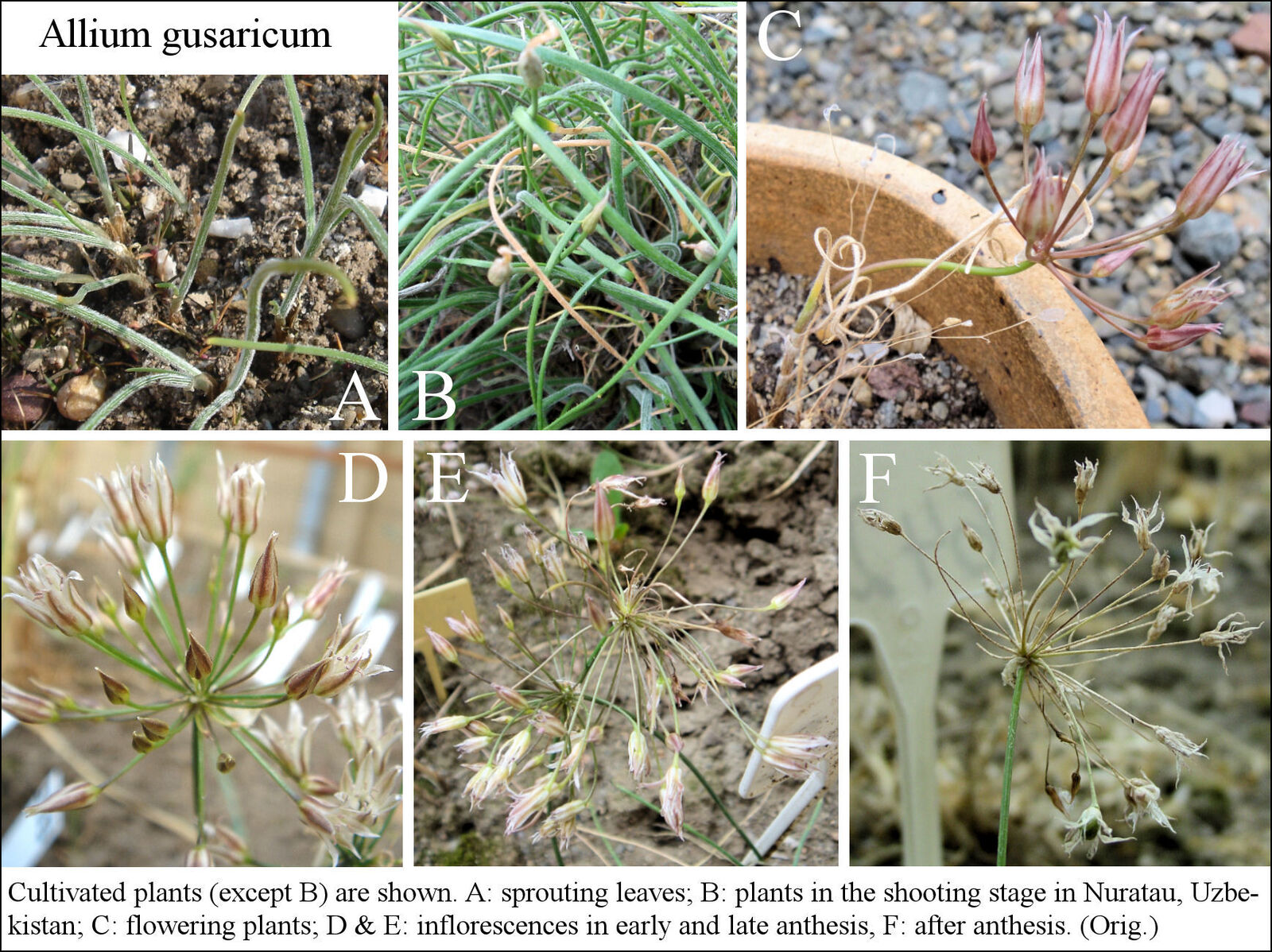 Allium gusaricum