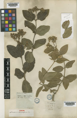 Kew Gardens K000053241:  Blanchet, J.S. [3115] Brazil