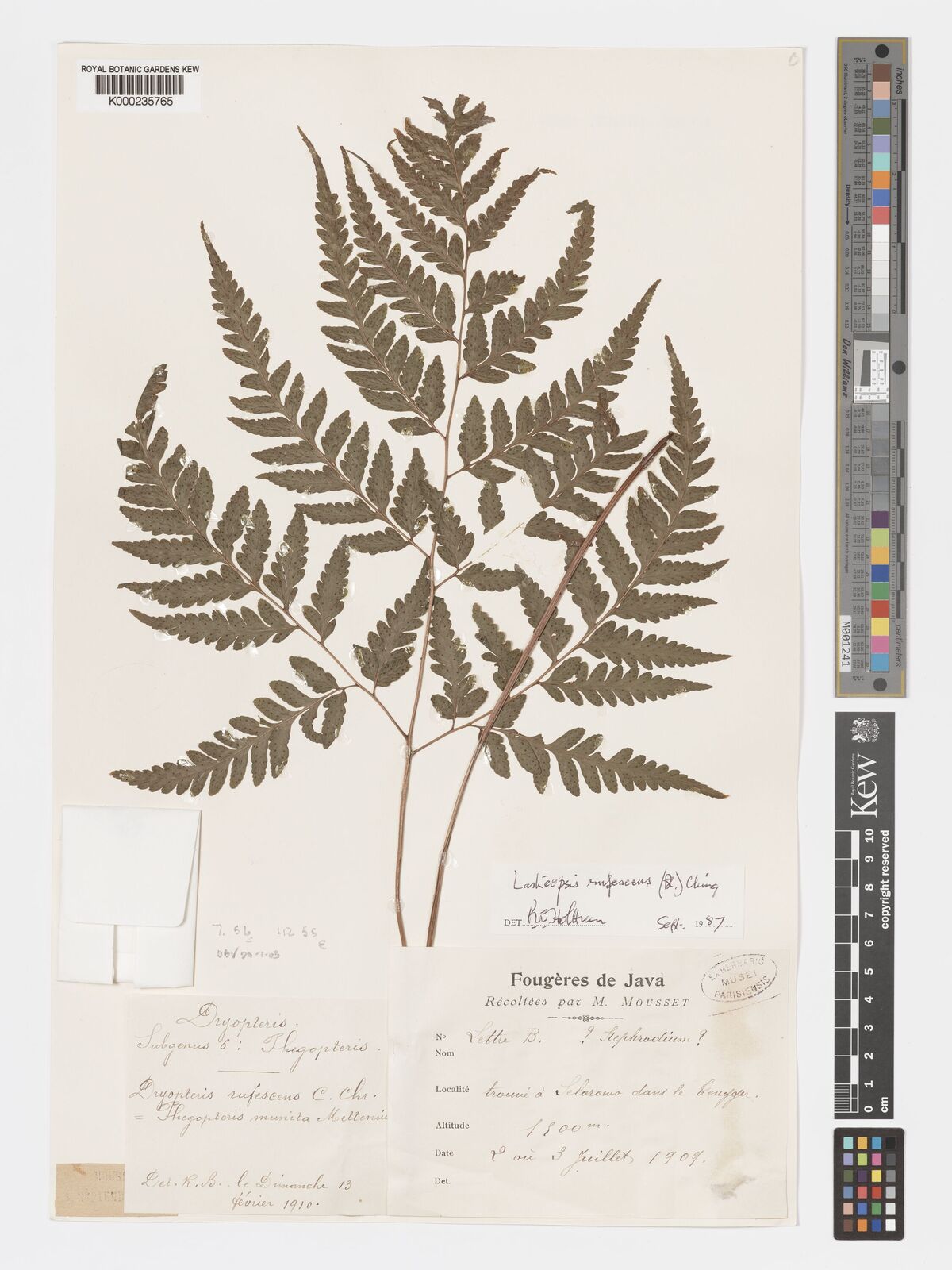 Labiak Parapolystichum rufescens (Blume) Labiak, Sundue & R.C.Moran | Plants ...