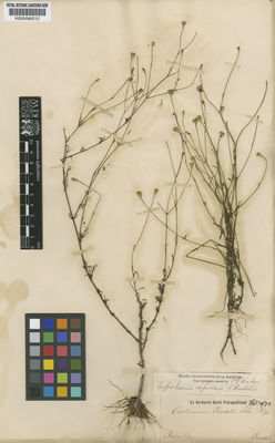 Kew Gardens K000486512:  Riedel [s.n.] Brazil