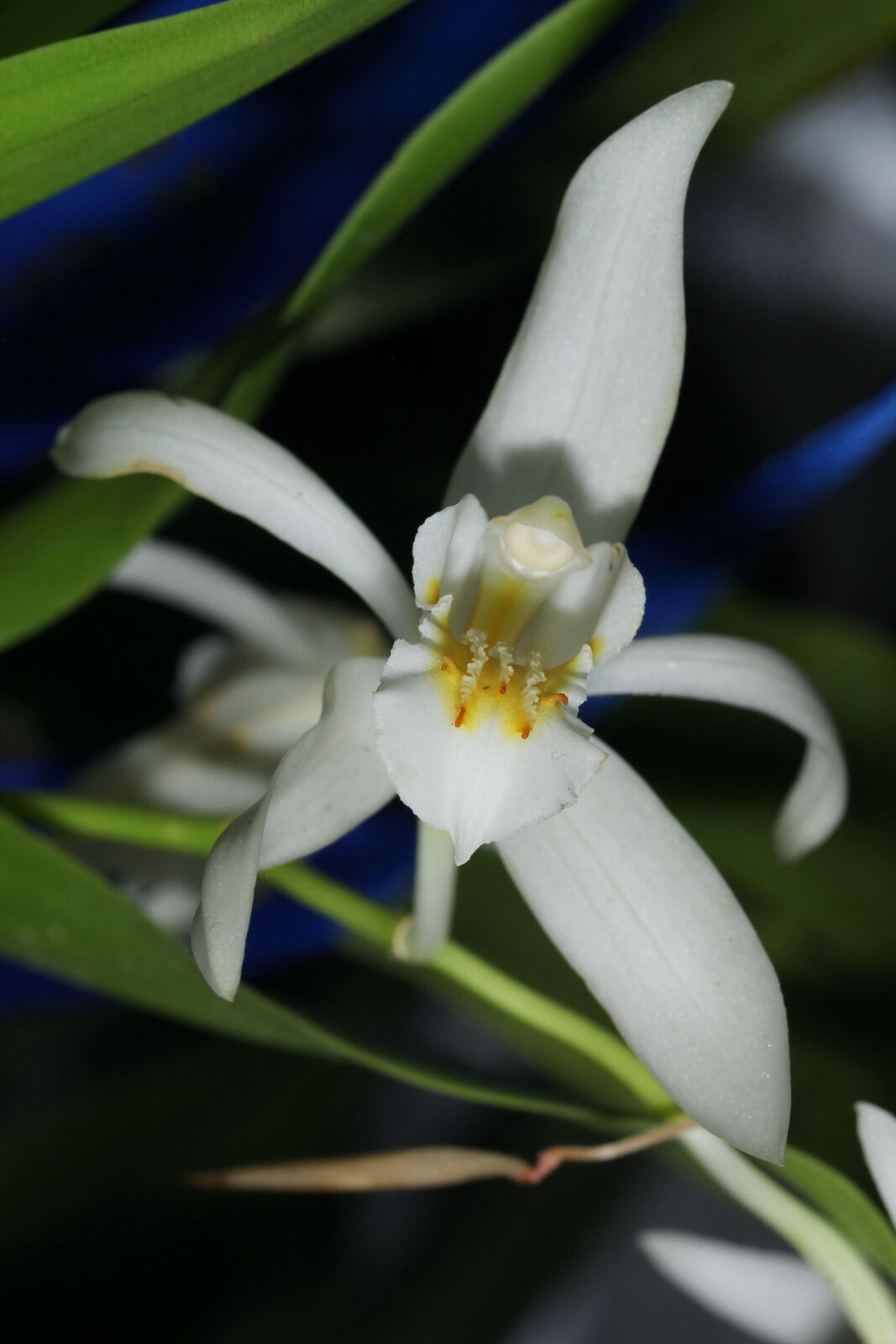 Coelogyne cumingii Lindl. | Plants of the World Online | Kew Science