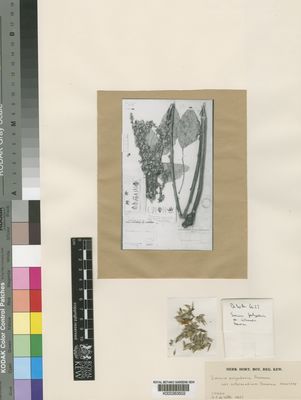 Kew Gardens K000263502:  De Witte, G.F. [6427] Congo, Democratic Republic of the