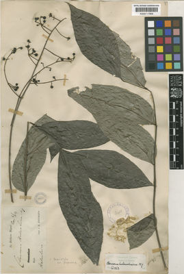 Kew Gardens K000717906:  Teysmann, J.E. [s.n.] Indonesia