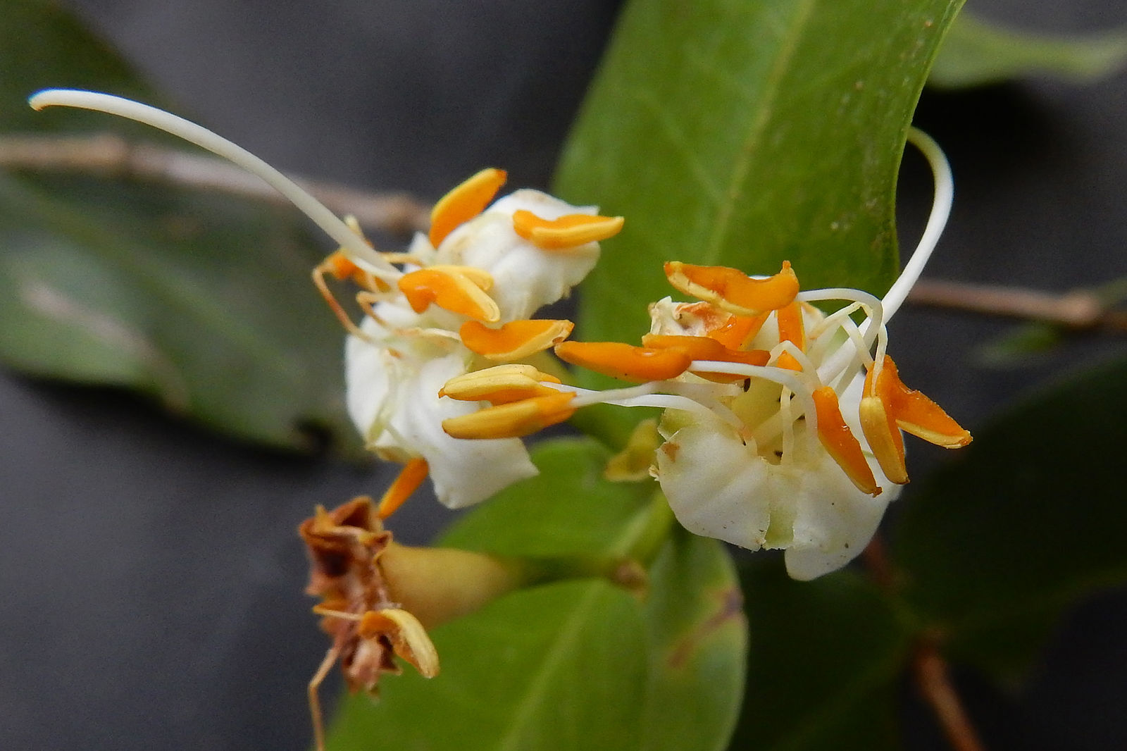 mouriri-myrtilloides-subsp-parvifolia-benth-morley-plants-of-the