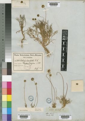 Kew Gardens K000378377:  Drege [s.n.] South Africa