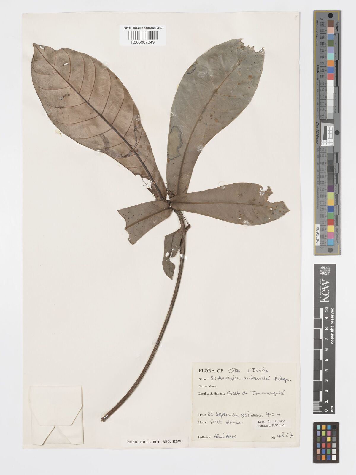 Synsepalum aubrevillei thumbnail