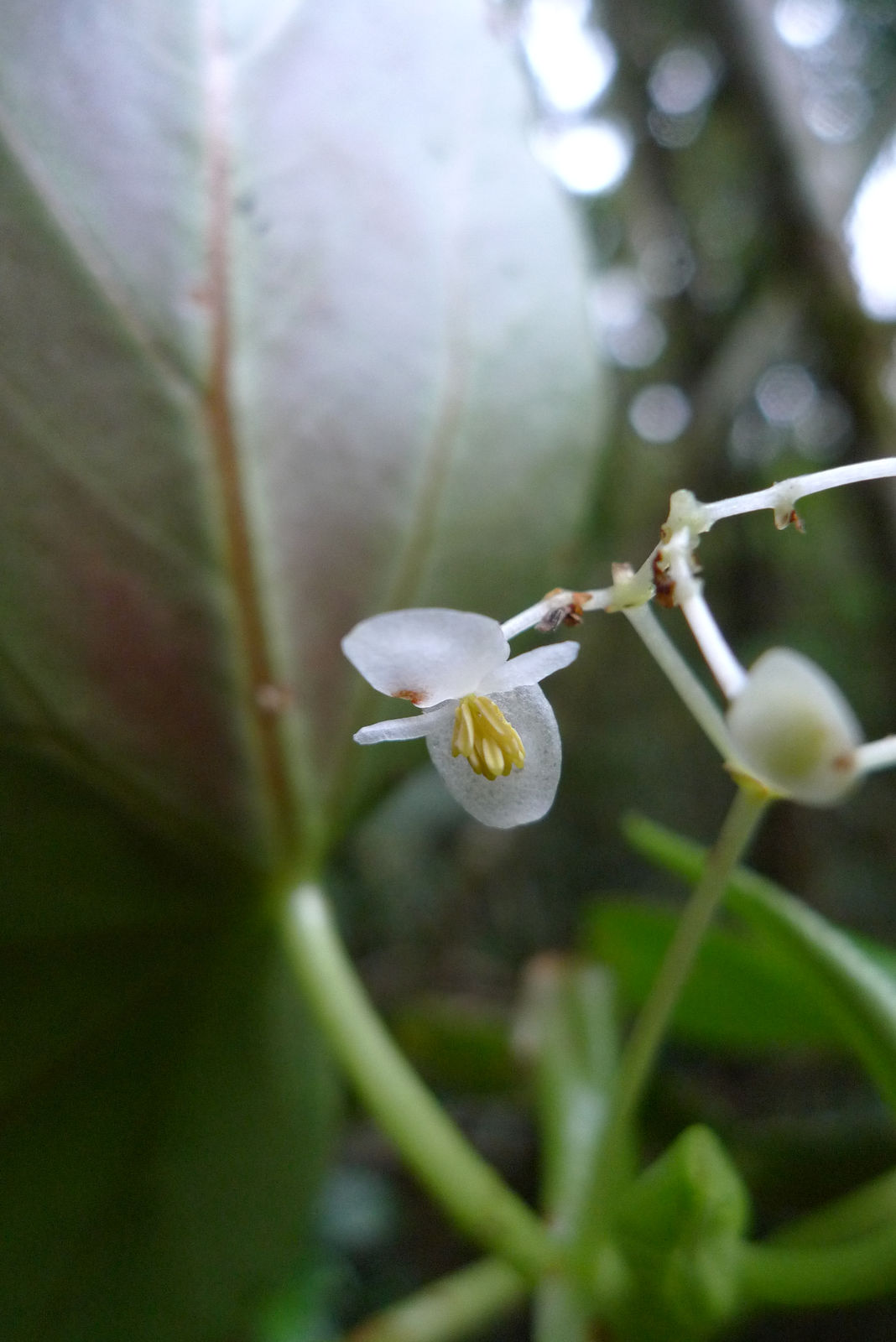 Begonia L. | Plants of the World Online | Kew Science