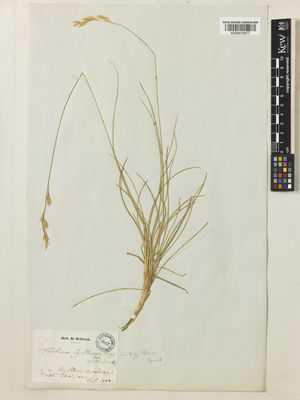 Kew Gardens K000912877:  Heldreich, T.H.H. [s.n.] Greece