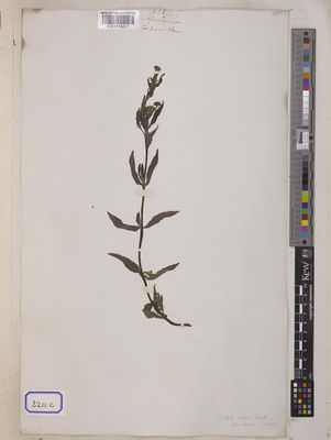 Kew Gardens K001118817:  s.coll. [Cat. no. 3211] Vietnam