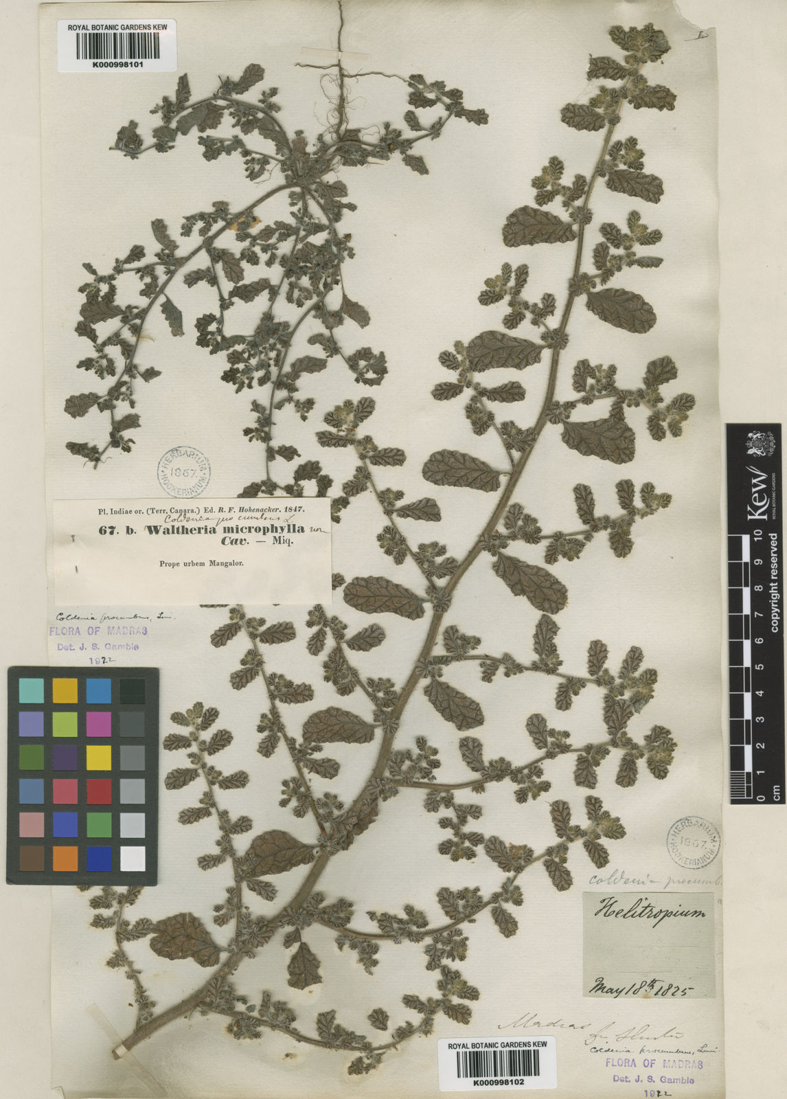 Coldenia Procumbens L. | Plants Of The World Online | Kew Science