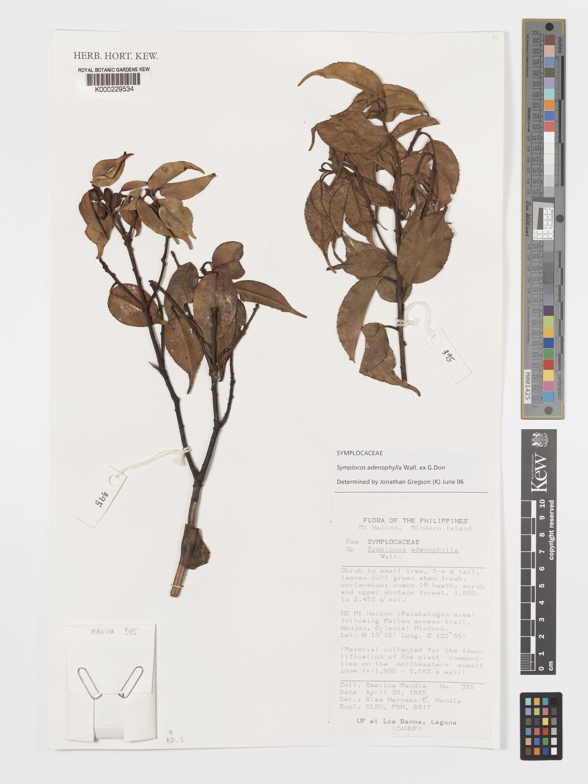 Symplocos adenophylla