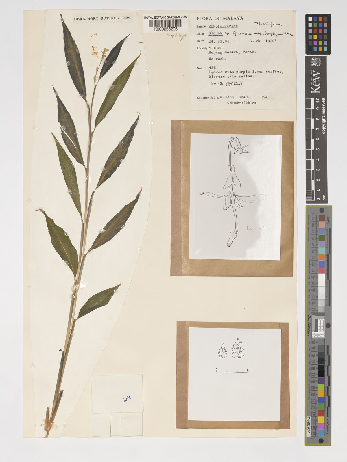 Kew Gardens K000255296:  Jong, K. [8240] Malaysia