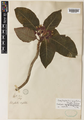 Kew Gardens K000831446:  s.coll. [s.n.] Southern America