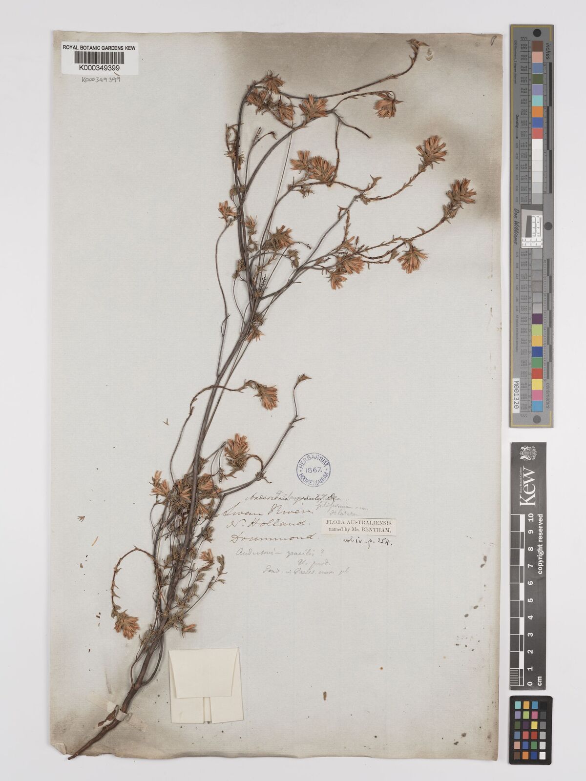 Andersonia gracilis