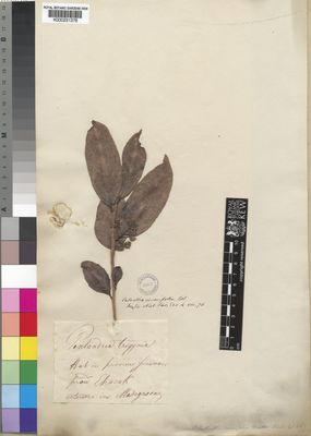 Calantica cerasifolia (Vent.) Tul. | Plants of the World Online | Kew ...