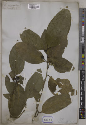 Kew Gardens K001125146:  Wallich, N. [Cat. no. 8284] Burma