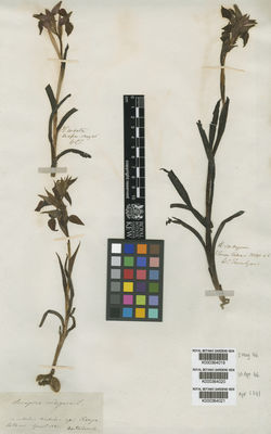 Kew Gardens K000364021:  Heldreich [s.n.] Italy