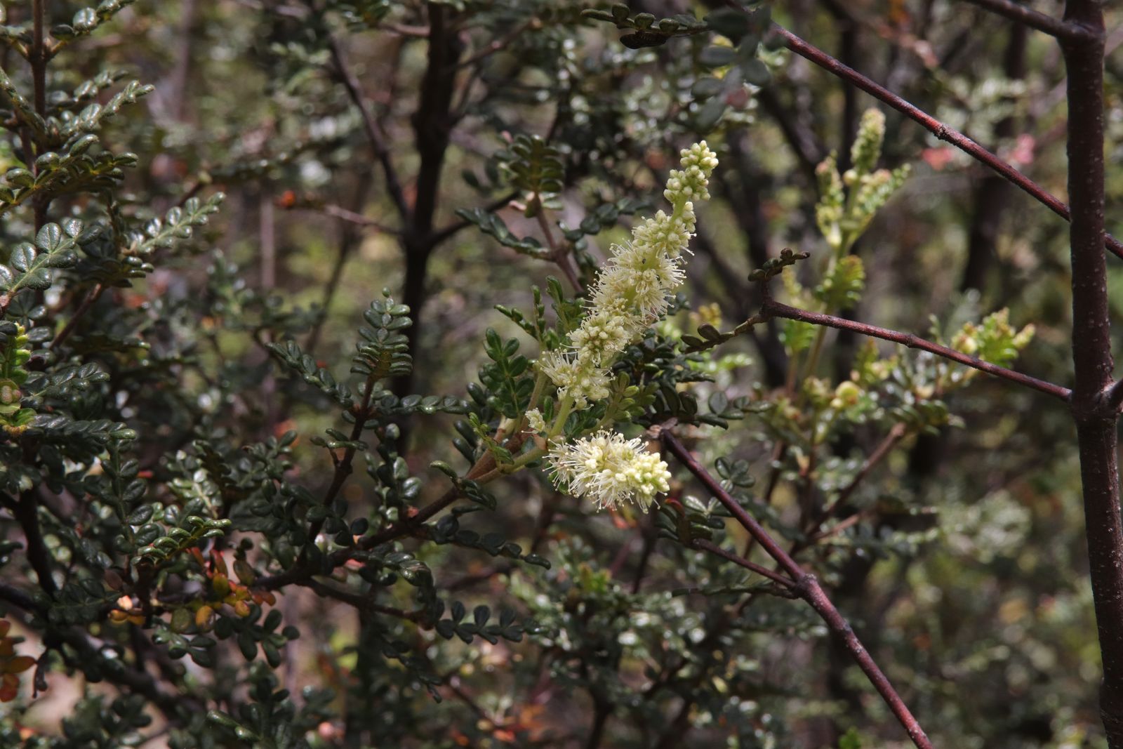 Weinmannia tomentosa L.f. | Plants of the World Online | Kew Science