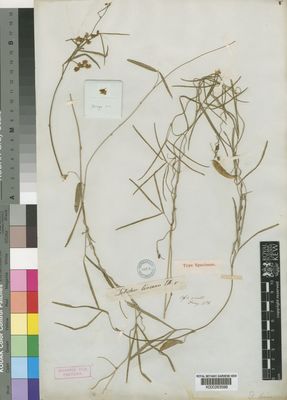 Kew Gardens K000263596:  Drege [s.n.] South Africa