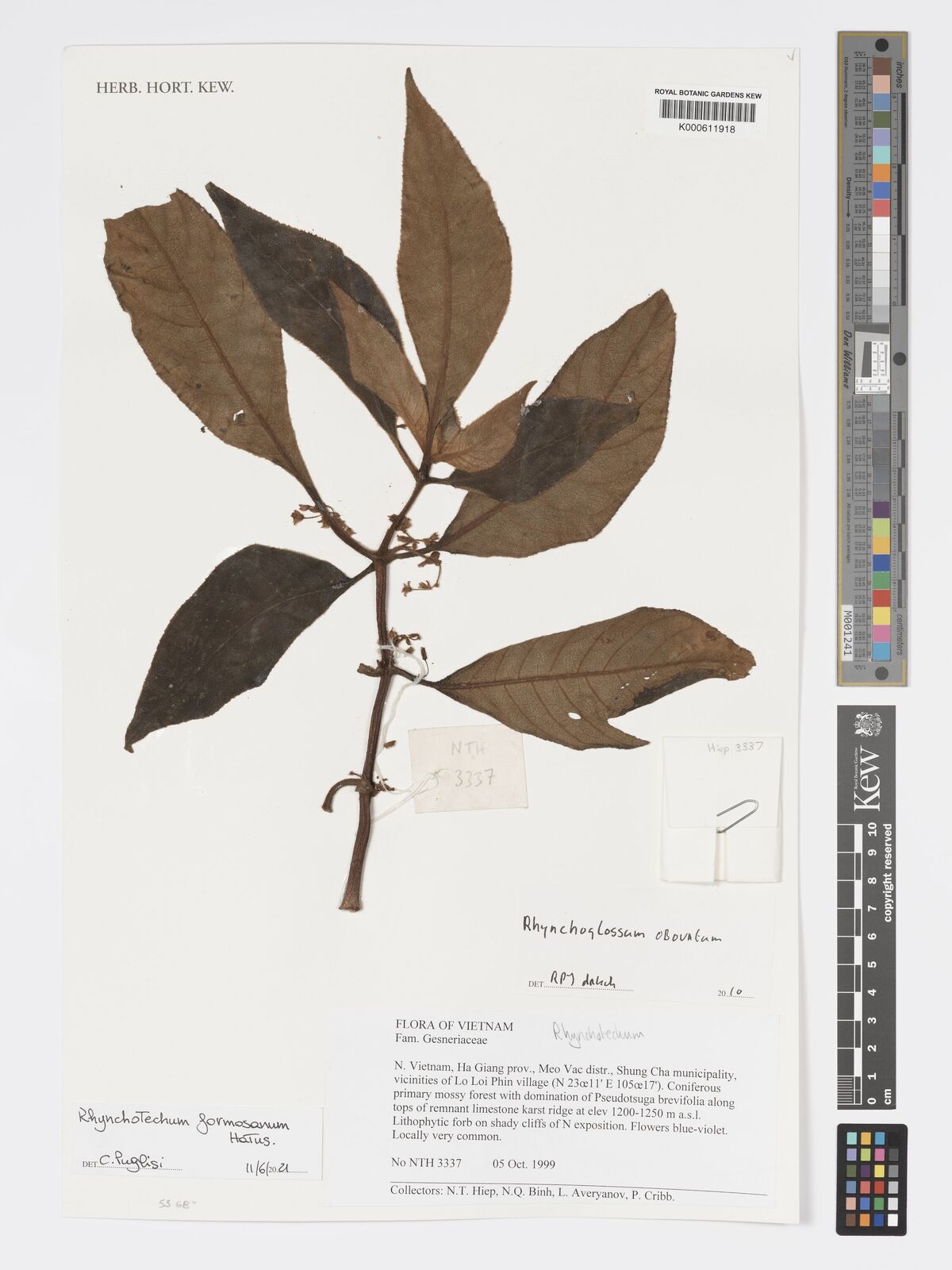 Rhynchotechum formosanum