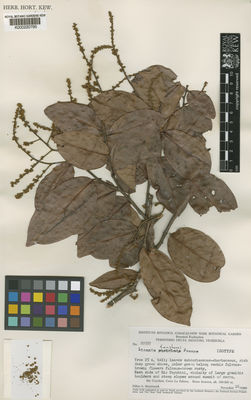 Kew Gardens K000220795:  Steyermark, J.A. [87557] Venezuela