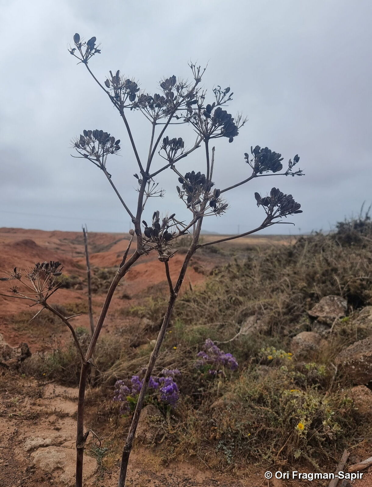 Ferula lancerotensis