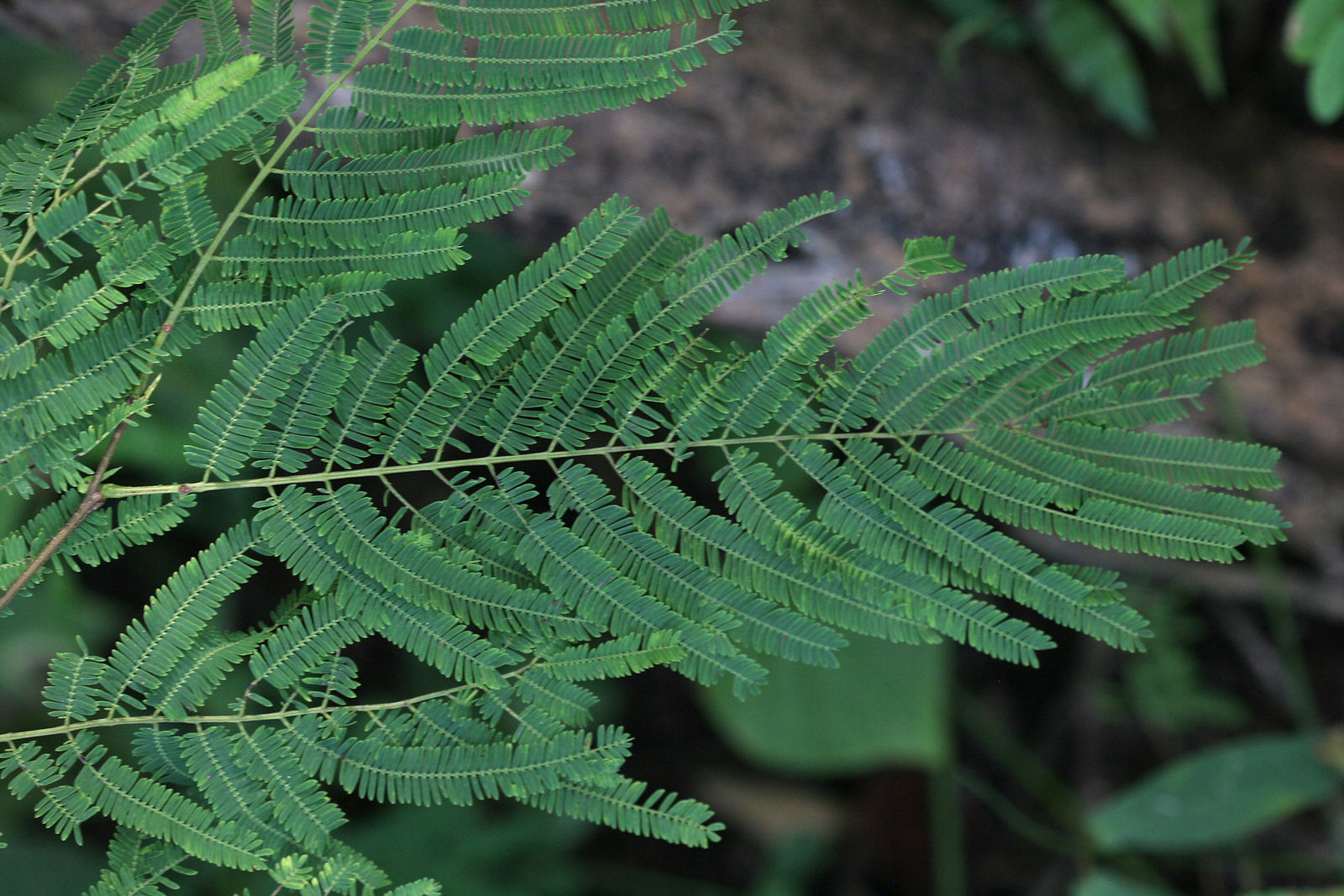 © copyright of the Board of Trustees of the Royal Botanic Gardens, Kew.