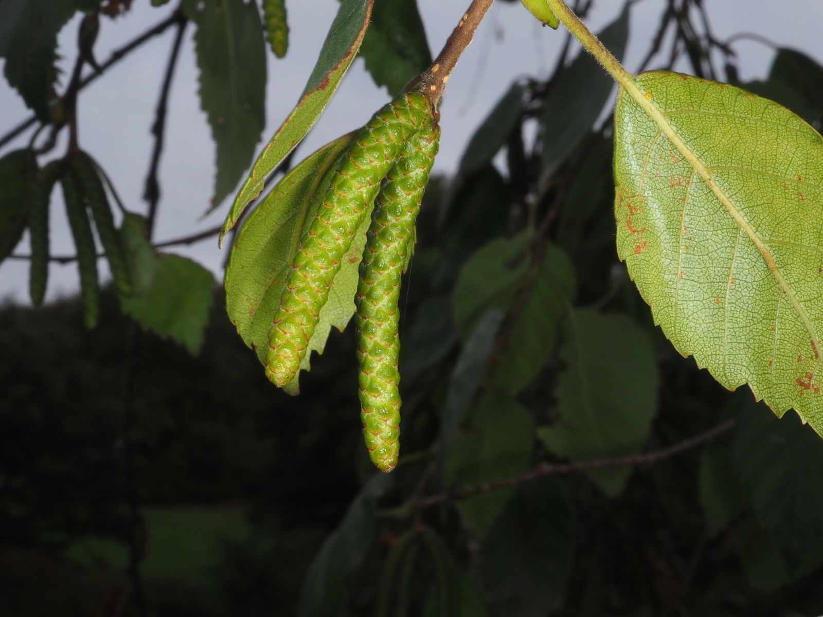 Betula Utilis D Don Plants Of The World Online Kew Science