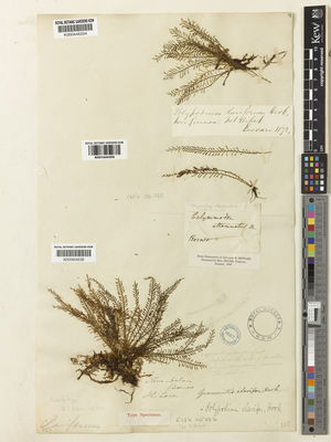 Kew Gardens K001044305:  s.coll. [35] Borneo