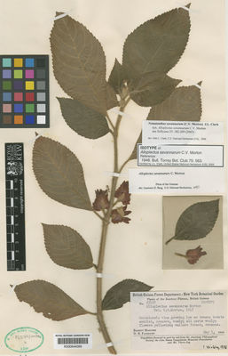 Kew Gardens K000644099:  Maguire, B.; Fanshawe, D.B. [23127] Guyana