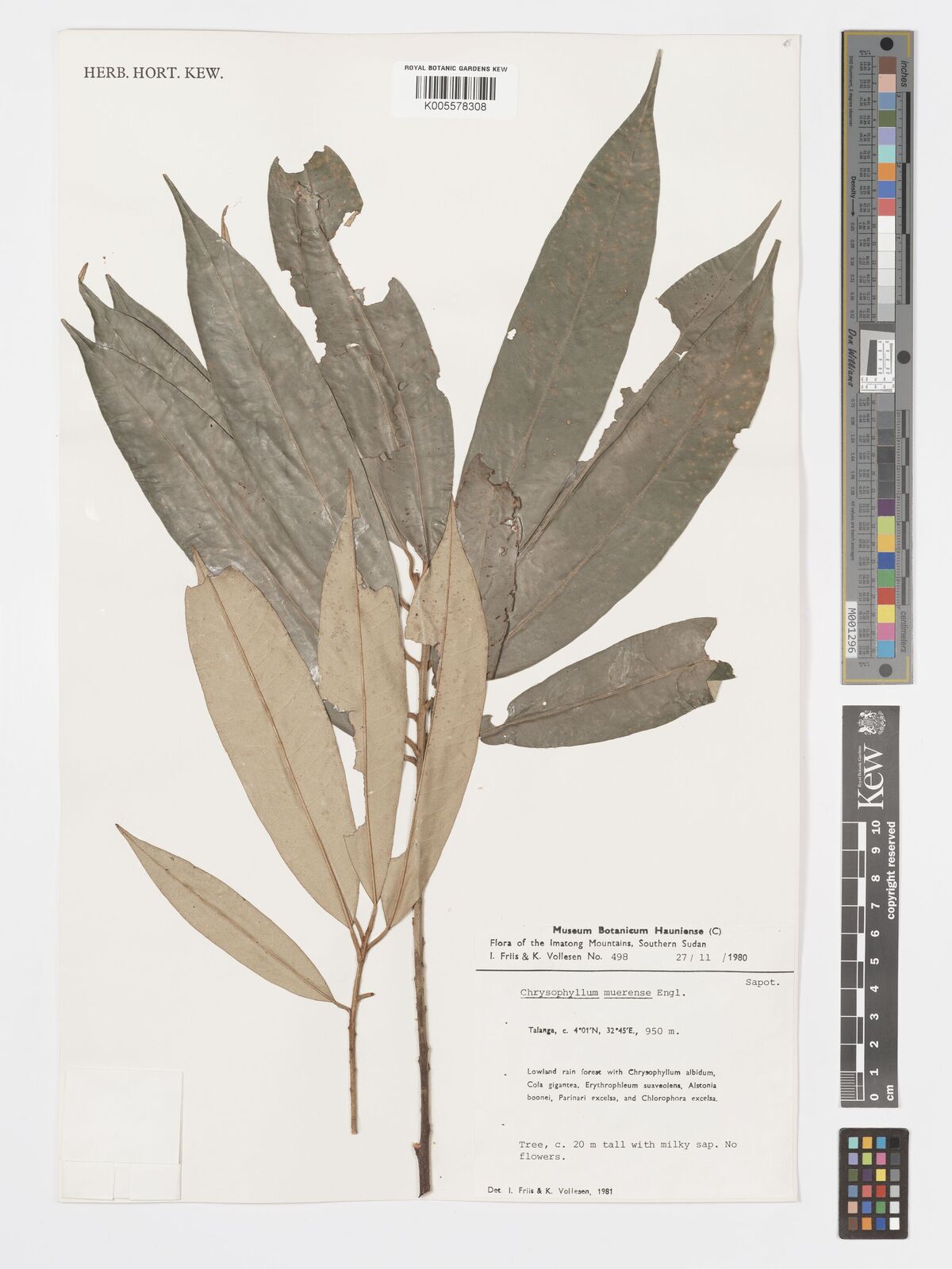 Chrysophyllum muerense