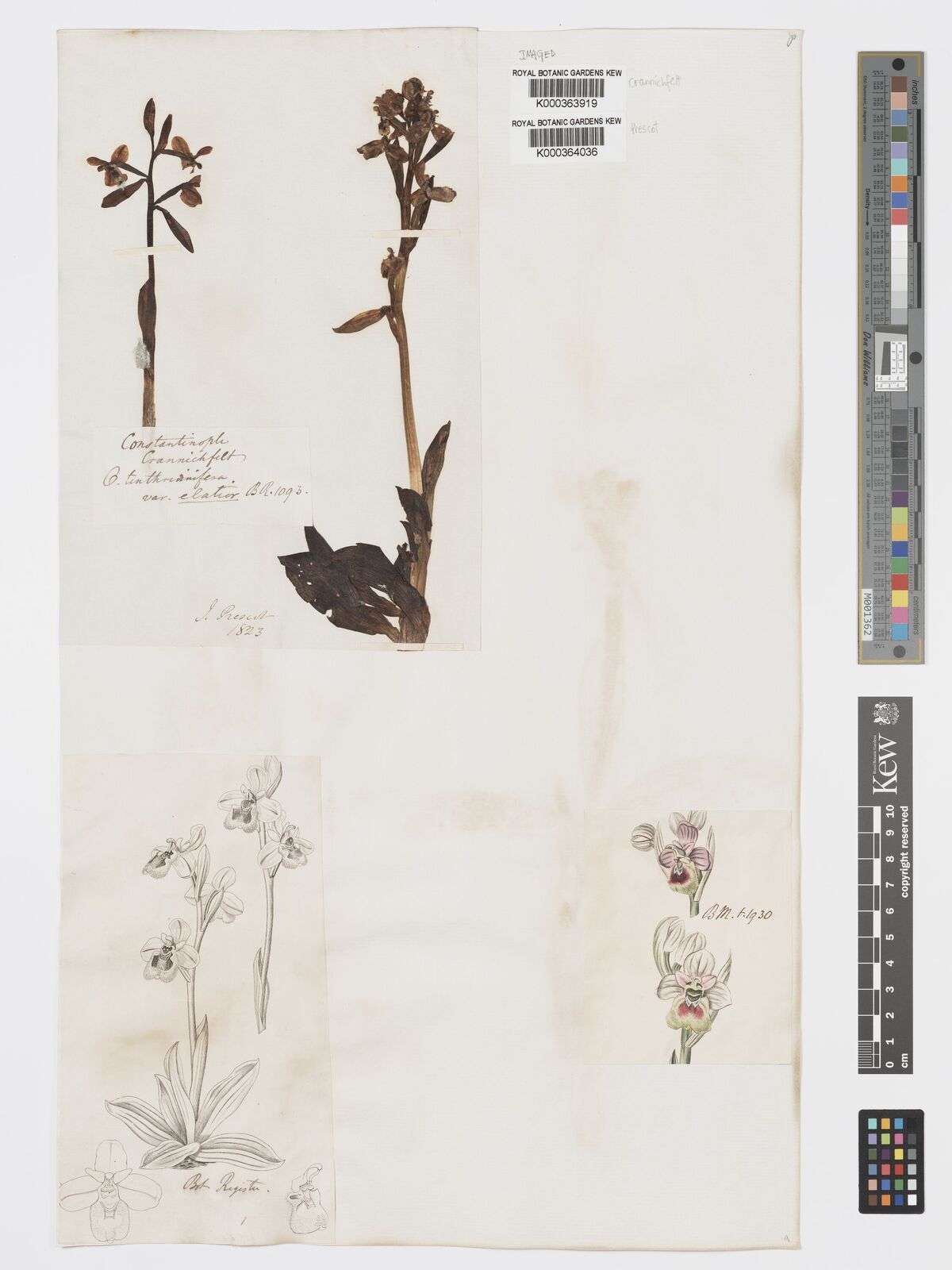 Kew Gardens K000364036:  Prescot, J. [s.n.]