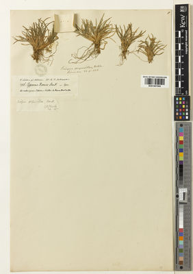 Kew Gardens K001067982:  Lechler, W. [786] Argentina