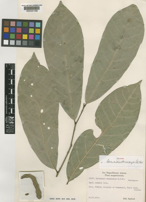 Kew Gardens K000221068:  Asplund, E. [16637] Ecuador