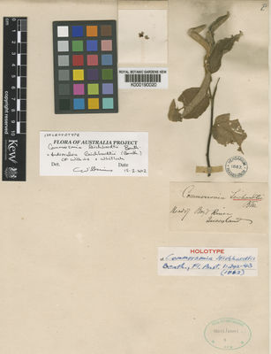 Kew Gardens K000190020:  Leichhardt, F.W.L. [s.n.] Australia