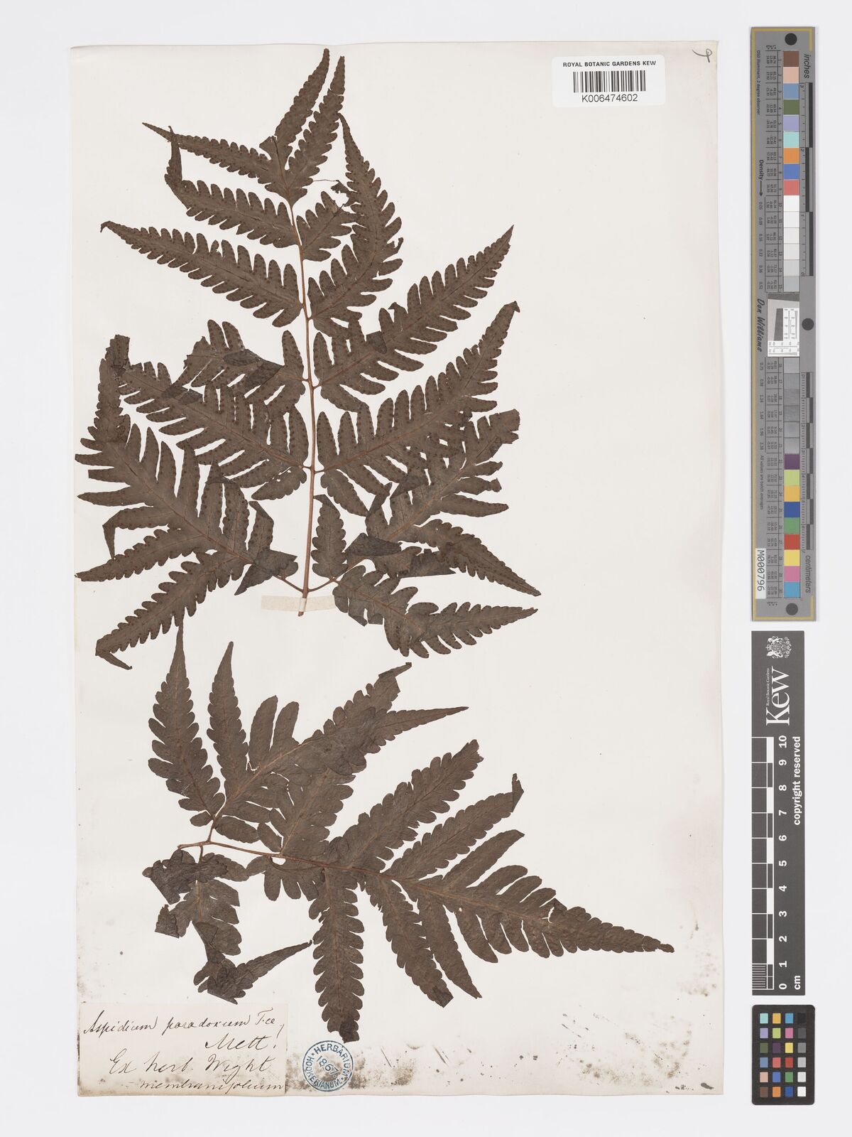 Tectaria paradoxa