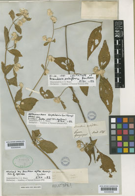 Kew Gardens K000583040:  Hooker; Sinclair [s.n.] Ecuador