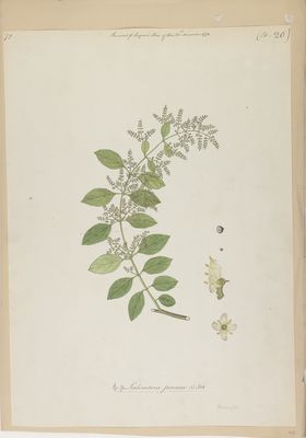 Salvadora Persica L. | Plants Of The World Online | Kew Science