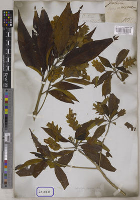 Kew Gardens K001115956:  s.coll. [Cat. no. 2434]