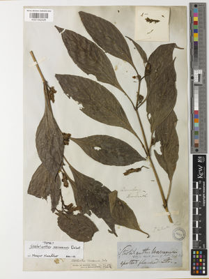 Kew Gardens K001392426:  Dalzell, N.A. [s.n.] India