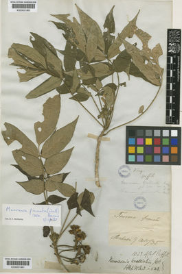 Kew Gardens K000651861:  illegible [s.n.] India