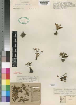 Kew Gardens K000253486:  Milne-Redhead, E. [3011] Zambia