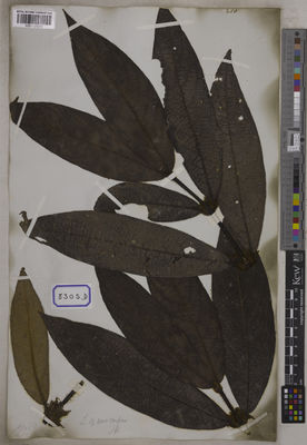 Kew Gardens K001125203:  s.coll. [Cat. no. 8305]