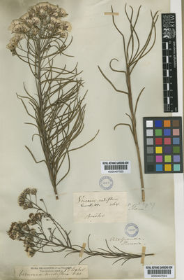 Kew Gardens K000497024:  Tweedie [s.n.] Brazil